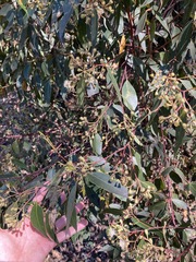 Eucalyptus microcorys