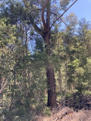Eucalyptus microcorys