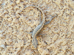Pristurus gallagheri