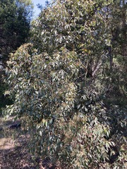 Eucalyptus microcorys