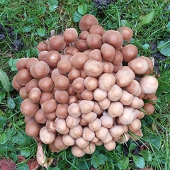 Britzelmayria multipedata