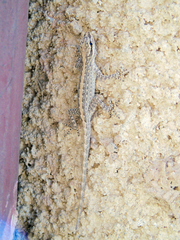 Pristurus gallagheri