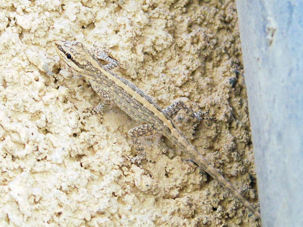 Gallagher’s Semaphore Gecko