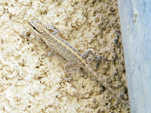 Gallagher’s Semaphore Gecko