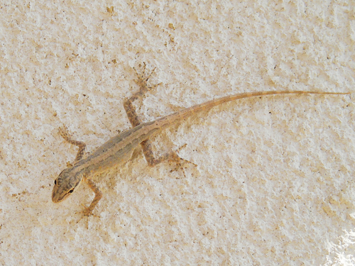 Gallagher’s Rock Gecko, Pristurus gallagheri