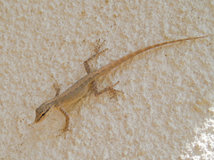 Pristurus gallagheri