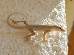 Pristurus gallagheri