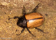Eupatorus gracilicornis