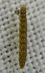 Bucculatrix bechsteinella