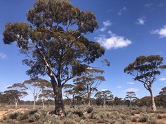 Eucalyptus salmonophloia