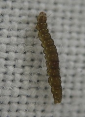 Bucculatrix bechsteinella