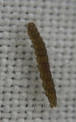 Bucculatrix bechsteinella