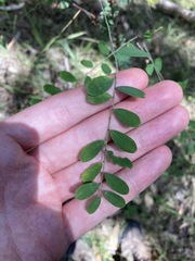 Phyllanthus gunnii