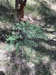Phyllanthus gunnii