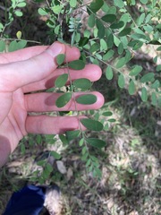 Phyllanthus gunnii