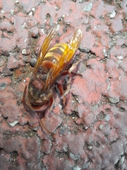 Vespa crabro