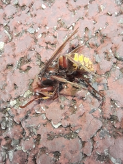 Vespa crabro