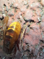 Vespa crabro