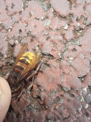 Vespa crabro