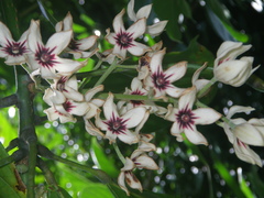 Cola nitida