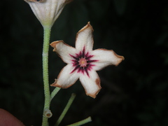 Cola nitida