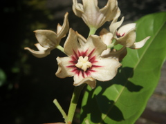 Cola nitida