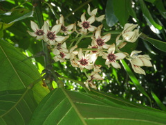 Cola nitida
