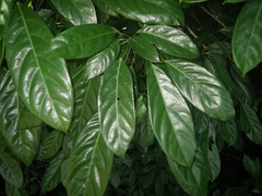 Cola nitida