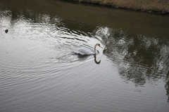 Cygnus olor