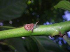 Cola nitida
