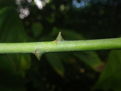 Cola nitida