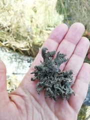 Pseudevernia furfuracea