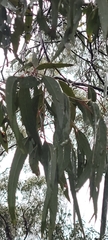 Eucalyptus tricarpa