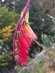 Ipomoea lobata