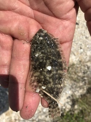 Paralichthys lethostigma