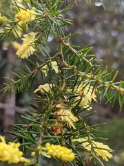 Acacia verticillata
