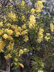 Acacia verticillata