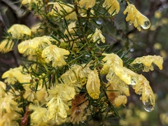 Acacia verticillata