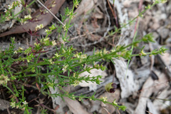 Galium gaudichaudii