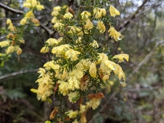 Acacia verticillata