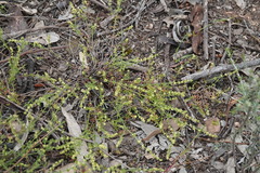Galium gaudichaudii