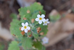 Chaenostoma floribundum