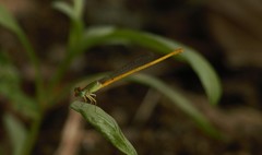 Ceriagrion coromandelianum