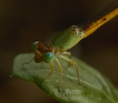 Ceriagrion coromandelianum