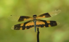 Rhyothemis variegata