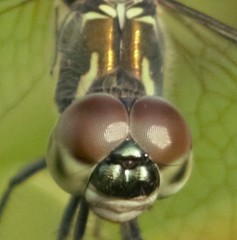 Brachydiplax sobrina