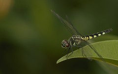 Brachydiplax sobrina