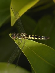 Brachydiplax sobrina