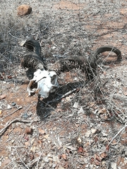 Ceratophaga vastella