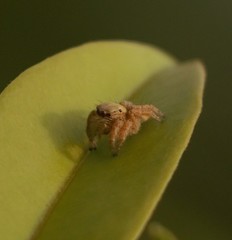 Carrhotus viduus